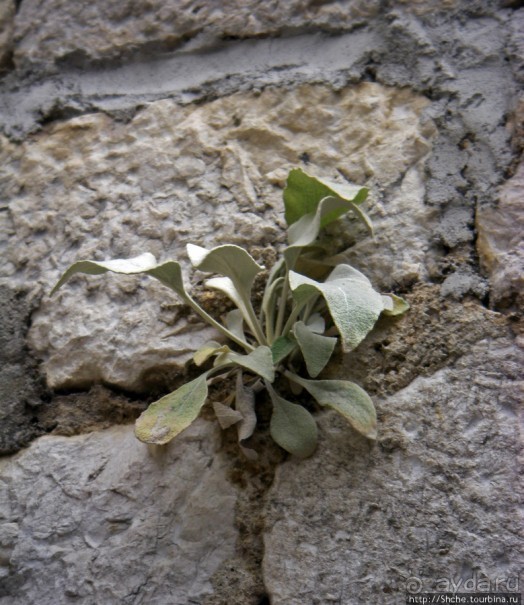 Омиш — приятный городок в устье реки Цетина