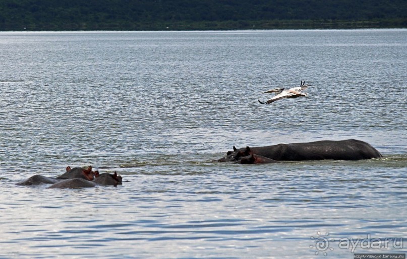 Бегемотиков нам в ленту
