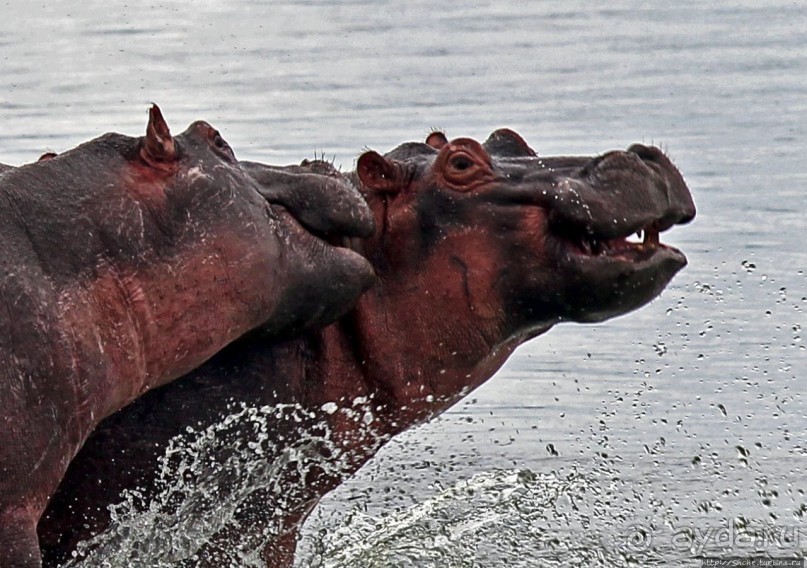 Бегемотиков нам в ленту