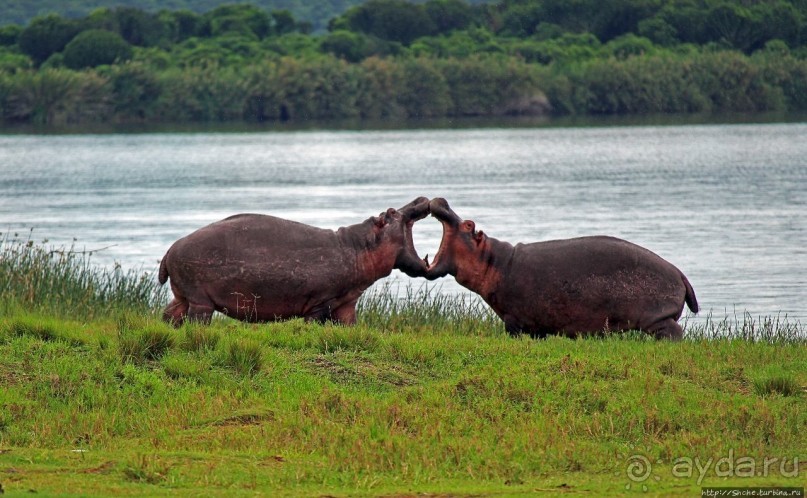 Бегемотиков нам в ленту