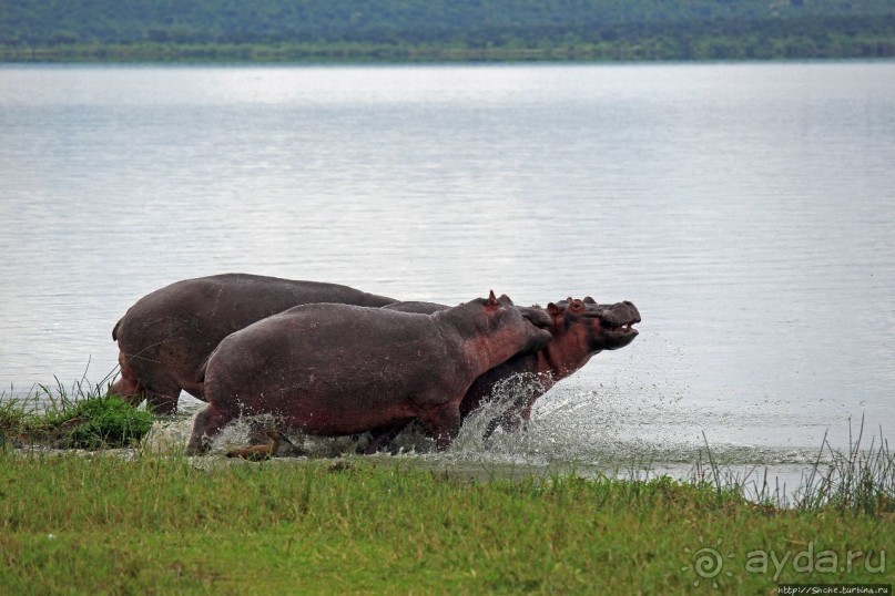 Бегемотиков нам в ленту
