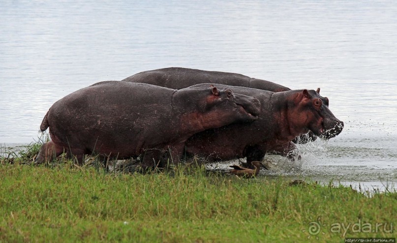 Бегемотиков нам в ленту