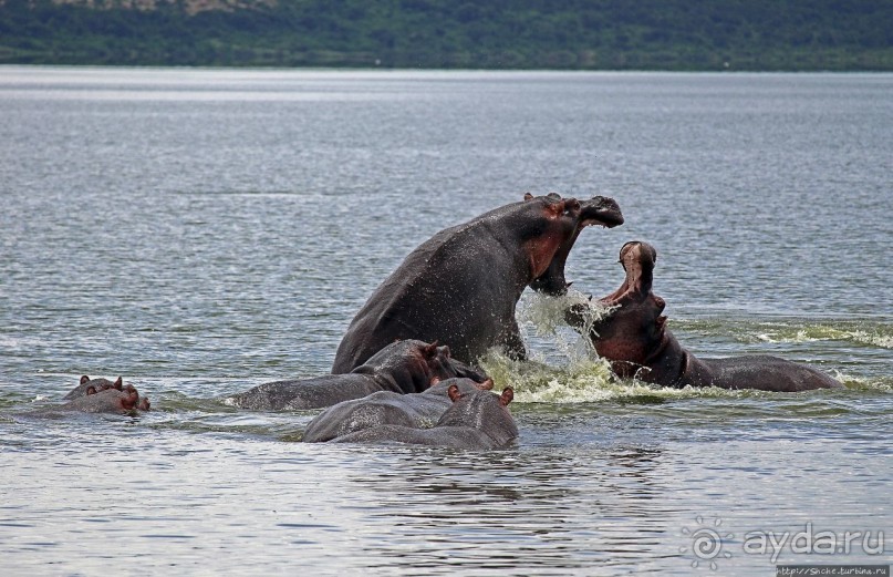 Бегемотиков нам в ленту
