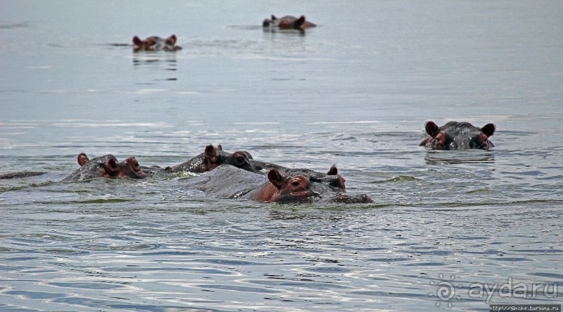 Бегемотиков нам в ленту