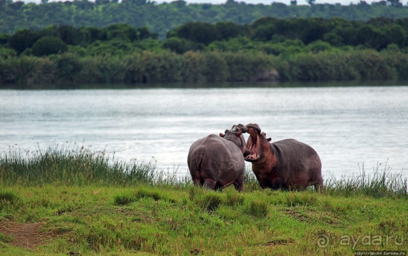 Бегемотиков нам в ленту