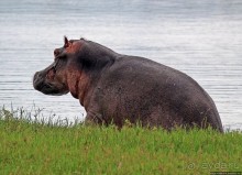 Бегемотиков нам в ленту