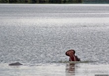 Бегемотиков нам в ленту