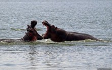 Бегемотиков нам в ленту