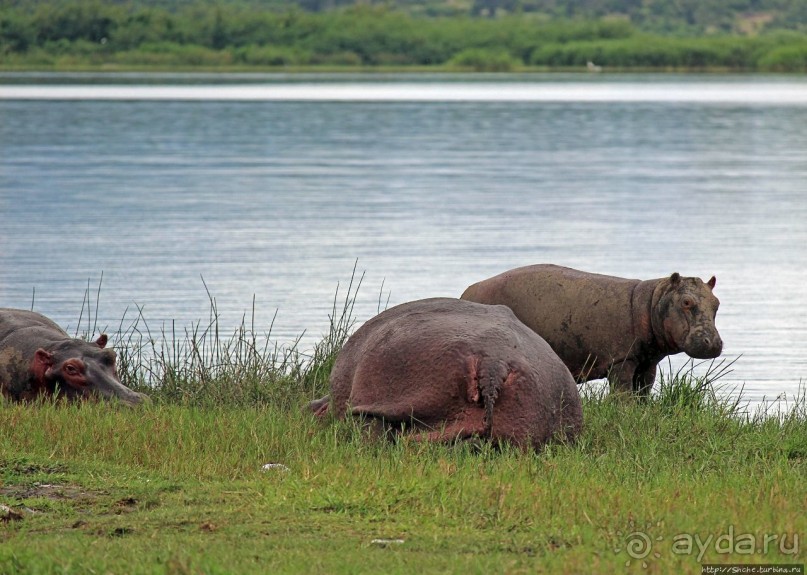 Бегемотиков нам в ленту