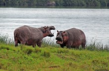 Бегемотиков нам в ленту