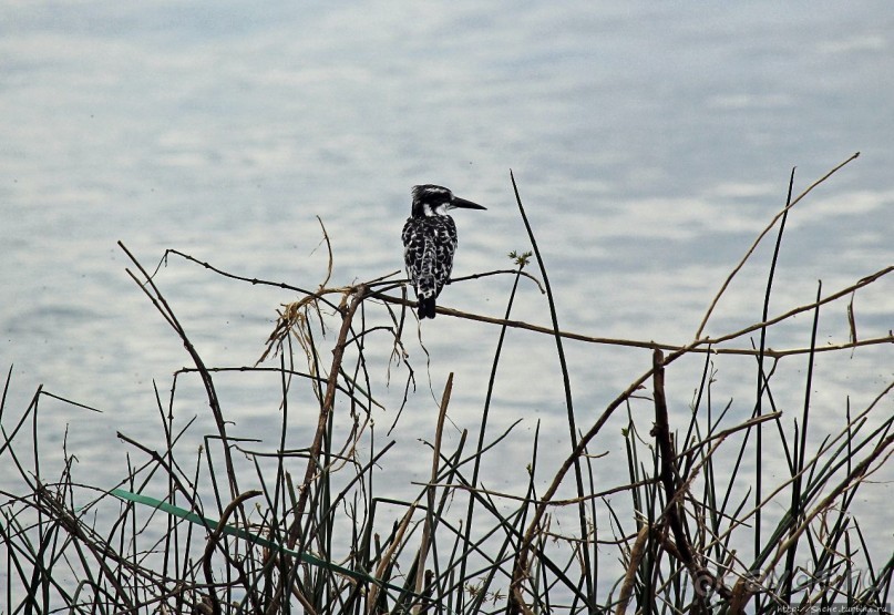 Бегемотиков нам в ленту