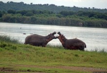 Бегемотиков нам в ленту