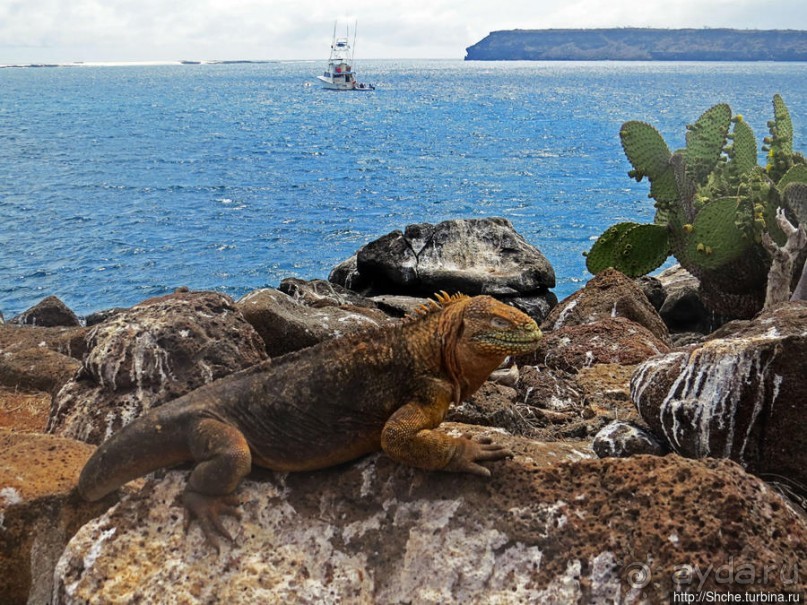 Галапагосы. На чем "ходят" по воде