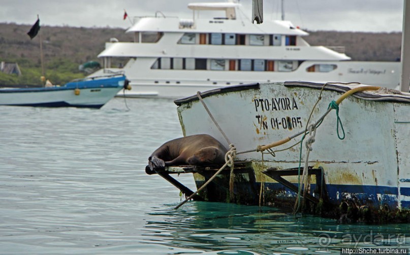 Галапагосы. На чем "ходят" по воде