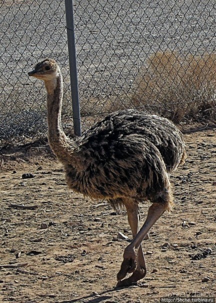 Представители Австралии в Юте