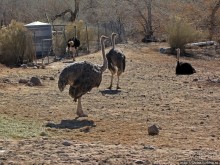Представители Австралии в Юте