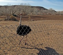 Представители Австралии в Юте