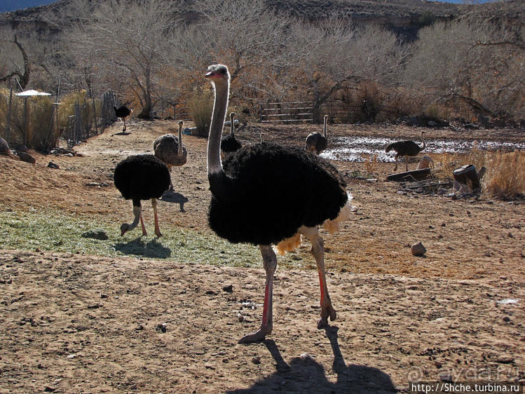 Представители Австралии в Юте