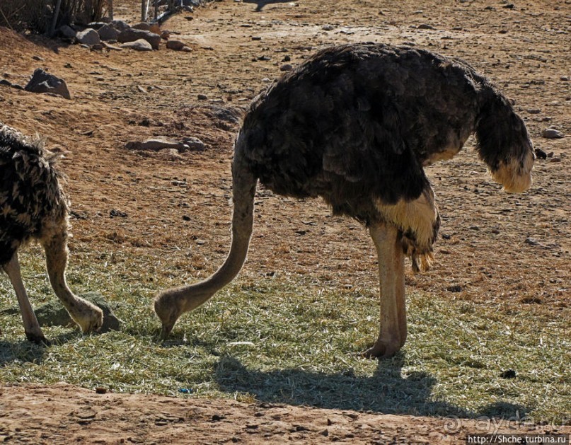 Представители Австралии в Юте