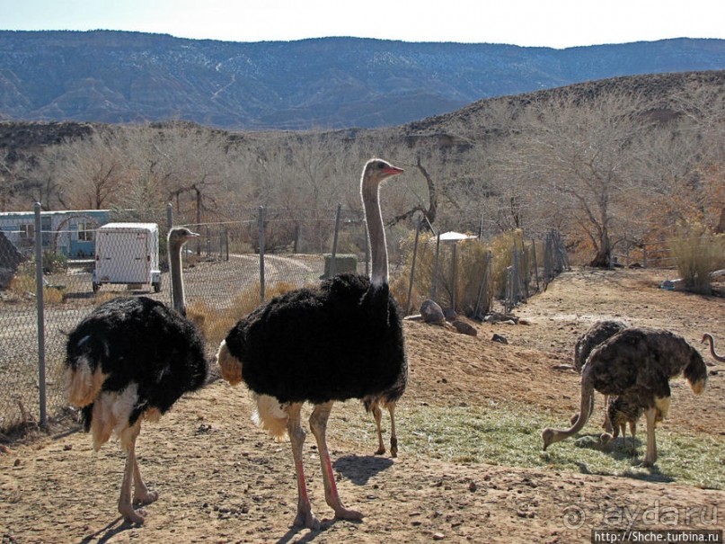 Представители Австралии в Юте