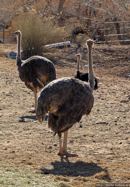 Представители Австралии в Юте