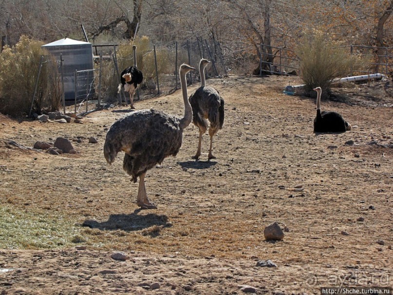 Представители Австралии в Юте