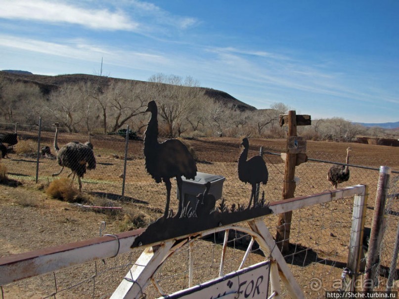 Представители Австралии в Юте
