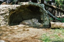 Год 2006. Знакомство с Бангкоком: Большой дворец, река, зоо