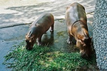 Год 2006. Знакомство с Бангкоком: Большой дворец, река, зоо