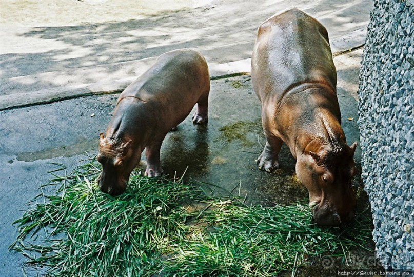 Год 2006. Знакомство с Бангкоком: Большой дворец, река, зоо