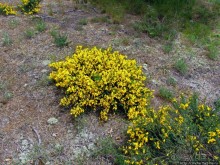 Цветущие дюны мыса Кейп-Код. Пешком по пескам