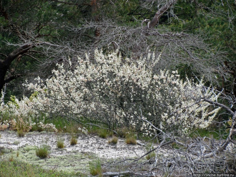 Цветущие дюны мыса Кейп-Код. Пешком по пескам
