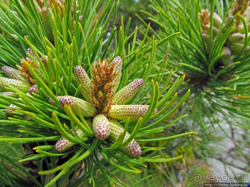 Цветущие дюны мыса Кейп-Код. Пешком по пескам