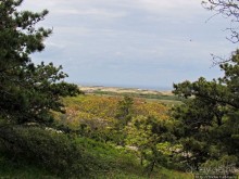 Цветущие дюны мыса Кейп-Код. Пешком по пескам