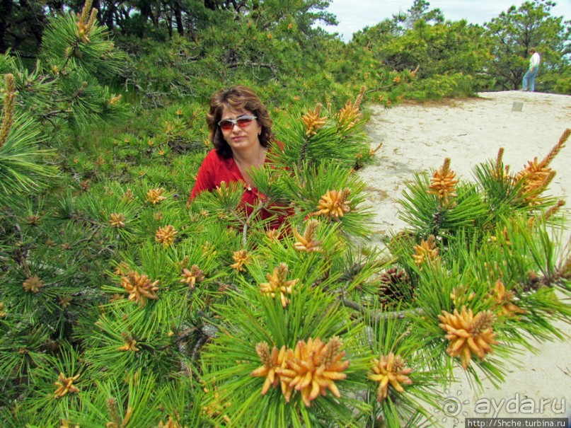 Цветущие дюны мыса Кейп-Код. Пешком по пескам
