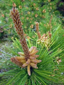 Цветущие дюны мыса Кейп-Код. Пешком по пескам