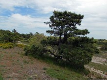 Цветущие дюны мыса Кейп-Код. Пешком по пескам