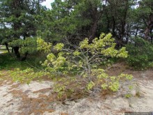 Цветущие дюны мыса Кейп-Код. Пешком по пескам