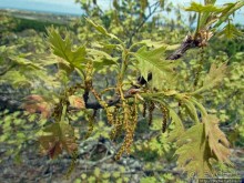 Цветущие дюны мыса Кейп-Код. Пешком по пескам