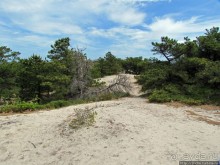 Цветущие дюны мыса Кейп-Код. Пешком по пескам