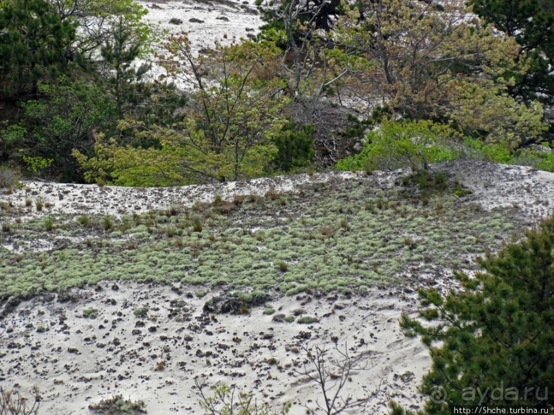 Цветущие дюны мыса Кейп-Код. Пешком по пескам