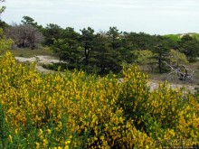 Цветущие дюны мыса Кейп-Код. Пешком по пескам