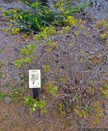 Цветущие дюны мыса Кейп-Код. Пешком по пескам