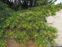 Цветущие дюны мыса Кейп-Код. Пешком по пескам