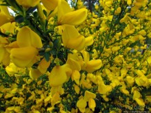 Цветущие дюны мыса Кейп-Код. Пешком по пескам