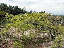 Цветущие дюны мыса Кейп-Код. Пешком по пескам