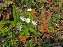 Цветущие дюны мыса Кейп-Код. Пешком по пескам