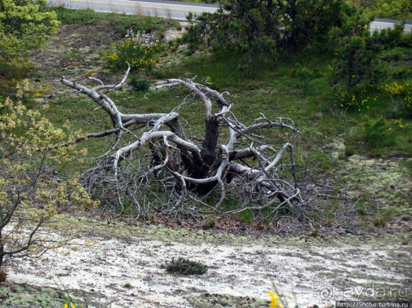 Цветущие дюны мыса Кейп-Код. Пешком по пескам