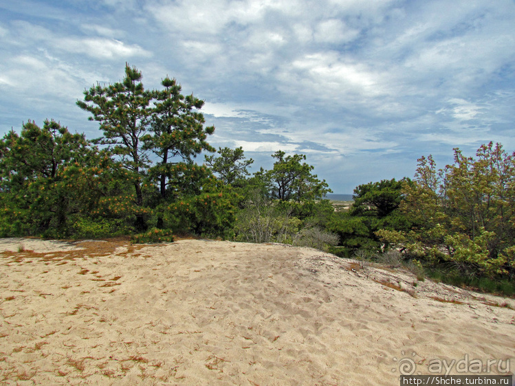 Цветущие дюны мыса Кейп-Код. Пешком по пескам