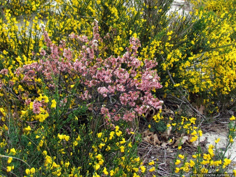 Цветущие дюны мыса Кейп-Код. Пешком по пескам